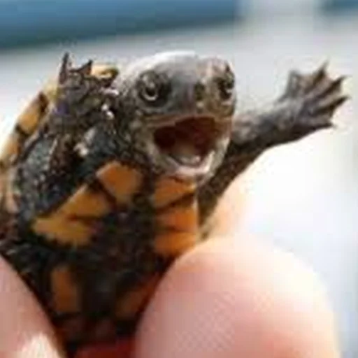 Sticker Cursed Turtles And Tortoises - 7