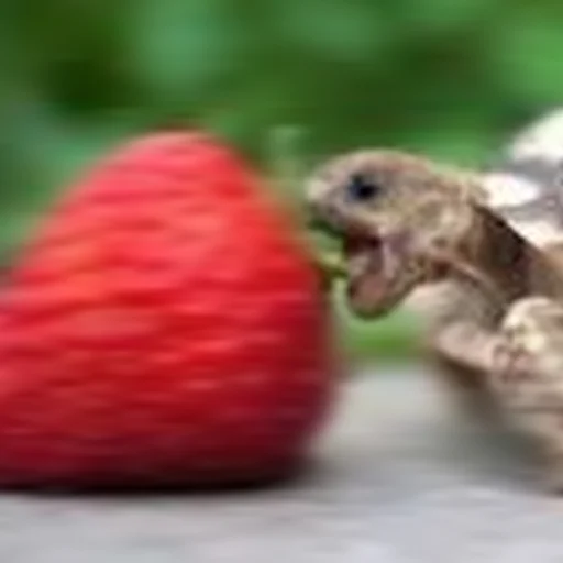 Sticker Cursed Turtles And Tortoises - 6