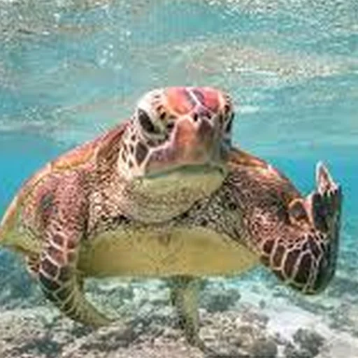 Sticker Cursed Turtles And Tortoises - 4