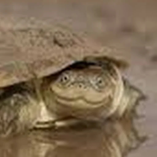 Sticker Cursed Turtles And Tortoises - 3