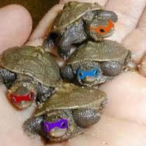 Sticker Cursed Turtles And Tortoises - 2