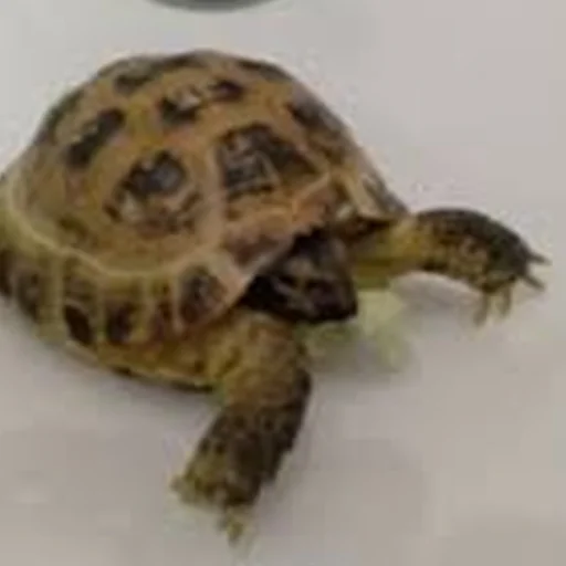 Sticker Cursed Turtles And Tortoises - 1