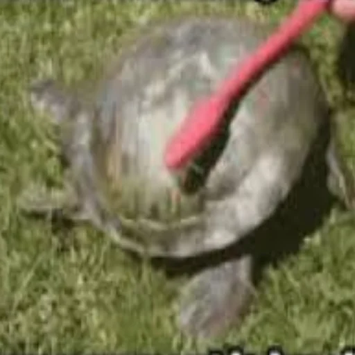 Sticker Cursed Turtles And Tortoises - 0