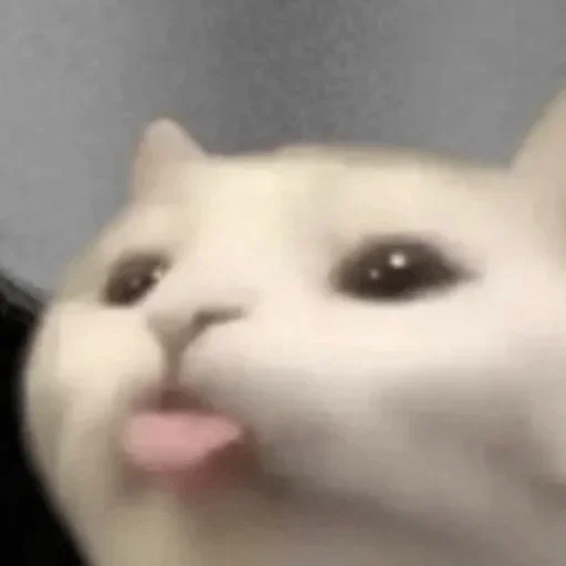 животное кошки малого и среднего размера млекопитающее