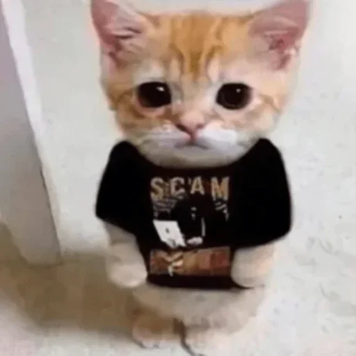 кошки малого и среднего размера кошка животное