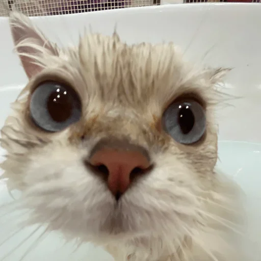 животное млекопитающее кошка