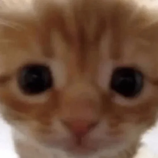 млекопитающее животное кошка