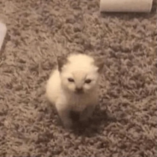 животное котёнок этаж