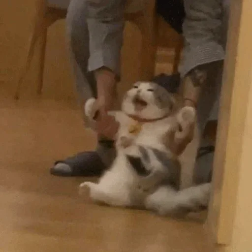 комнатный домашнее животное Человек