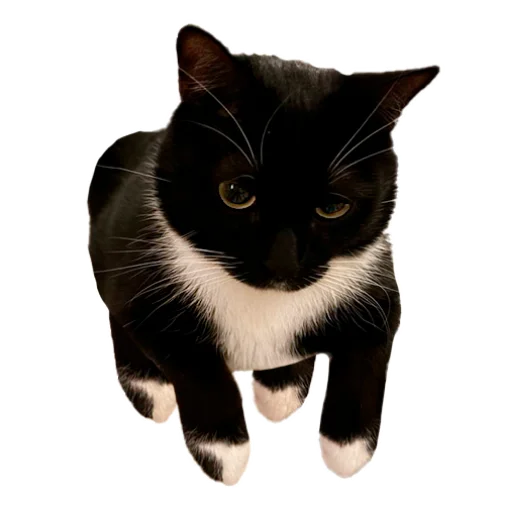 Sticker CusmosPack - 1