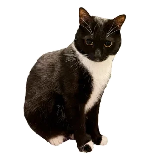 Sticker Кусьмос - 7