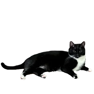 Sticker Кусьмос - 8