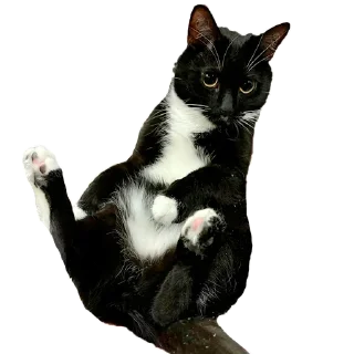 Sticker Кусьмос - 4