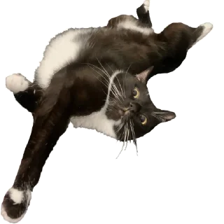 Sticker Кусьмос - 9