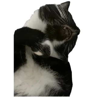 Sticker Кусьмос - 6