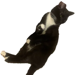 Sticker Кусьмос - 10