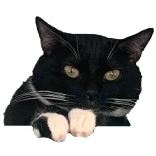 Sticker Кусьмос - 3