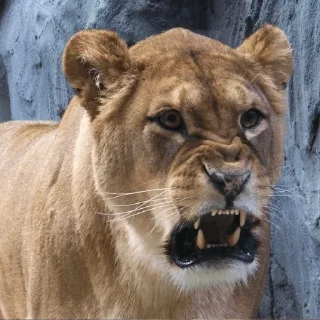 Стикер CustomShit - vol. 1 - 6