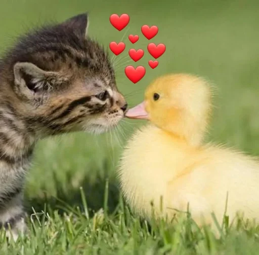 Котики,альпаки и утята :: @fStikBot - animal