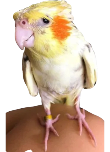 Sticker CuteByLmmnknV3 - 1