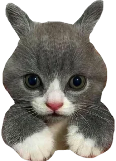 Sticker Cute_vol.3 - 3