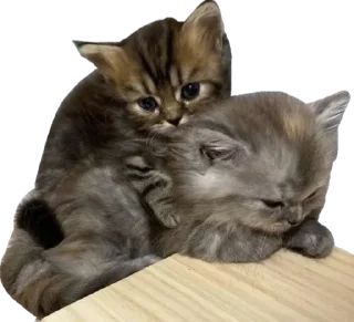 Sticker Cute_vol.3 - 7