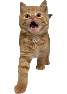 Sticker Cute_vol.3 - 5