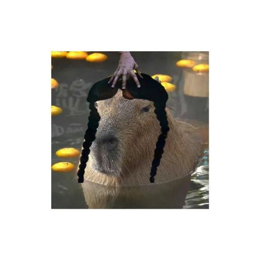 @capybaras_cutie - 