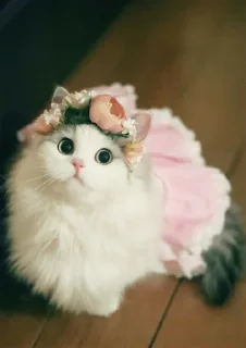Стикер Cute cat - 10