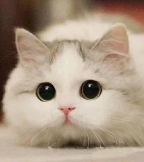 Стикер Cute cat - 5