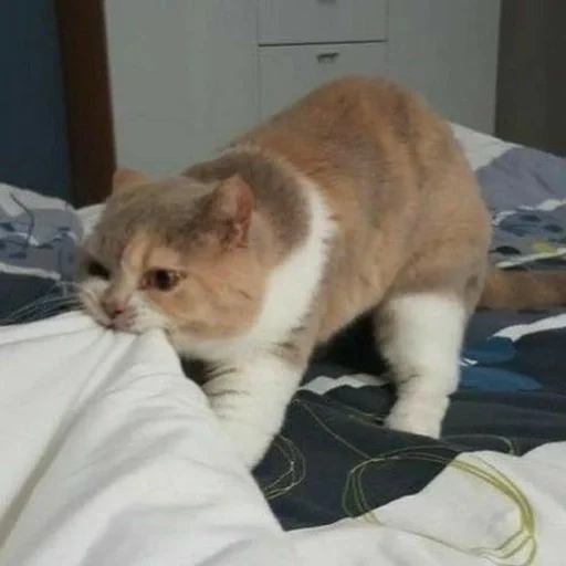 Котики :: @fStikBot - кошки малого и среднего размера