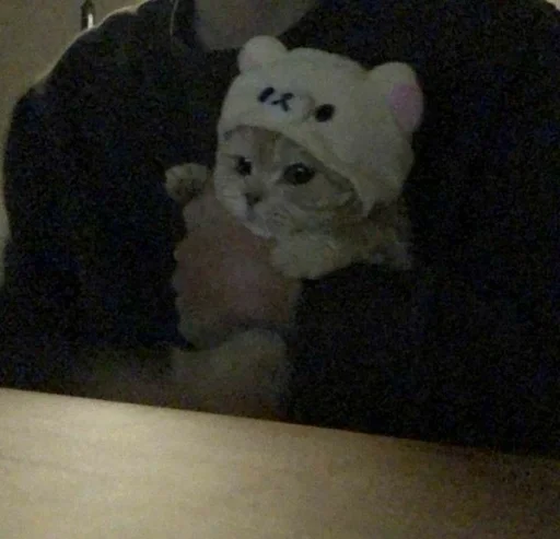 комнатный кошка мех