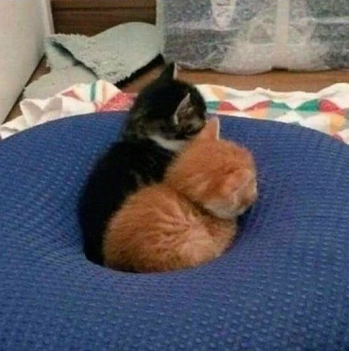 кошки малого и среднего размера кошачьи комнатный