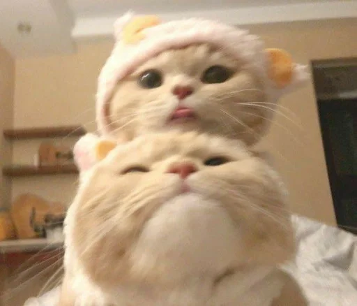 млекопитающее комнатный животное