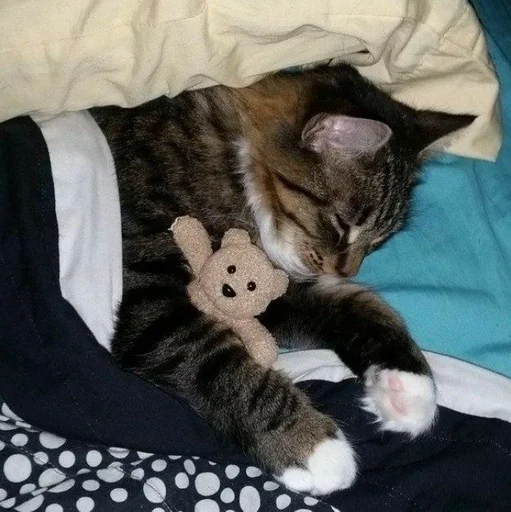 кошки малого и среднего размера кошачьи комнатный