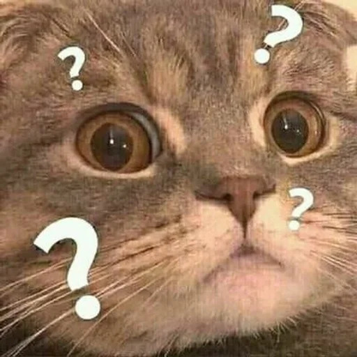 животное кошка млекопитающее