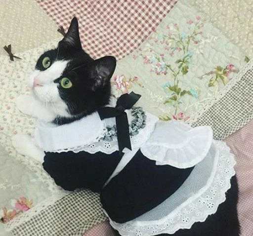 животное кошки малого и среднего размера комнатный