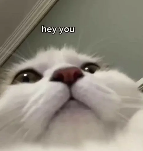 млекопитающее животное кошка