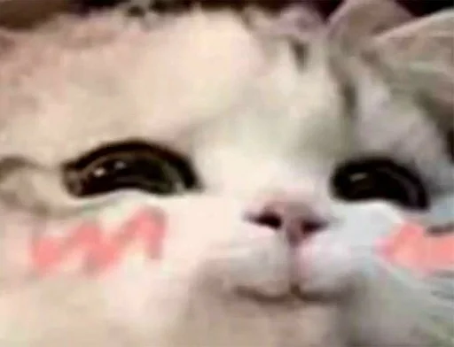 млекопитающее животное кошка