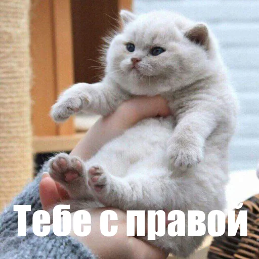 млекопитающее животное кошка