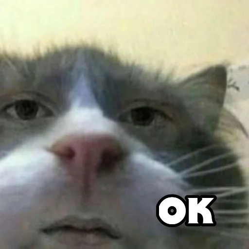 млекопитающее животное кошка