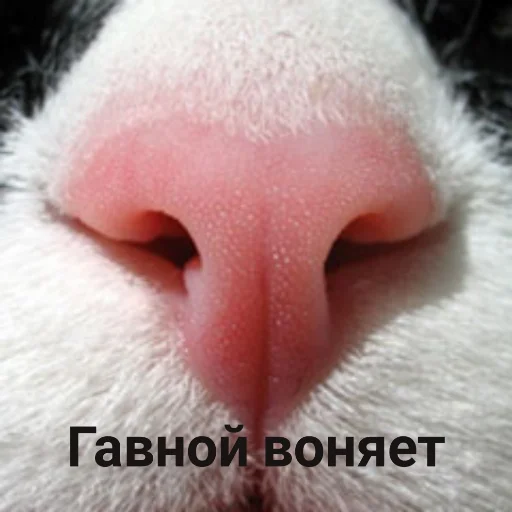 млекопитающее Макросъемка животное