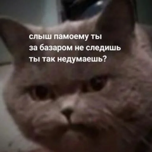 СМС млекопитающее животное