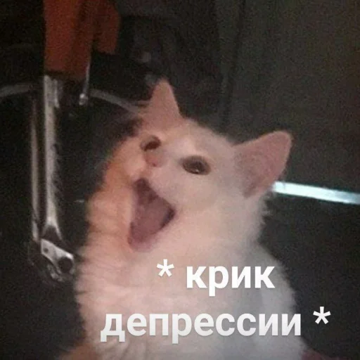 животное млекопитающее домашняя кошка