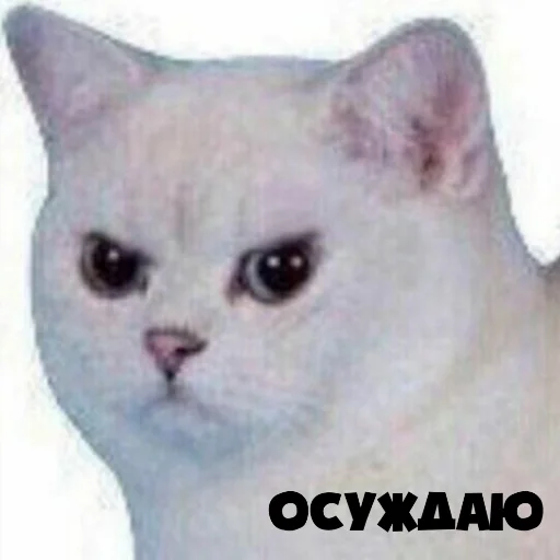 млекопитающее животное кошка