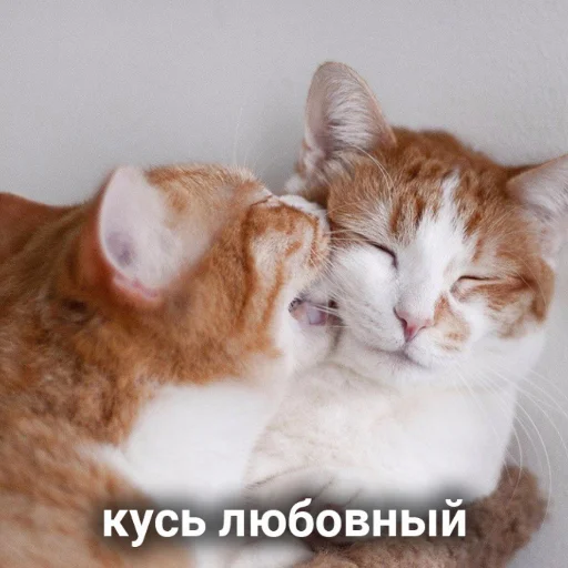 животное млекопитающее кошка