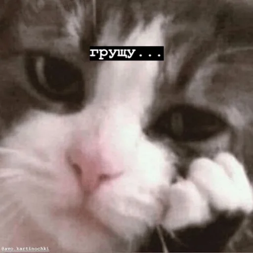 млекопитающее животное кошка