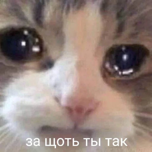 животное млекопитающее кошка