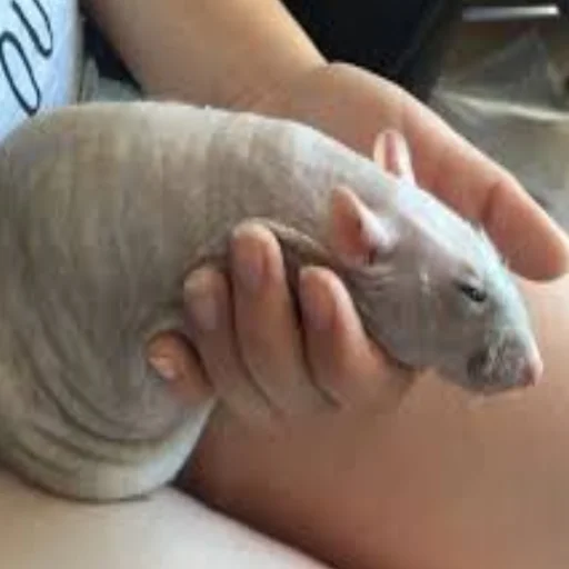 Sticker Cute Copies Of Judas - 11