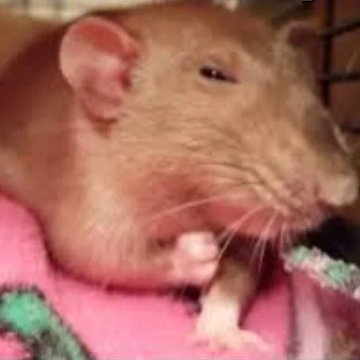 Sticker Cute Copies Of Judas - 10